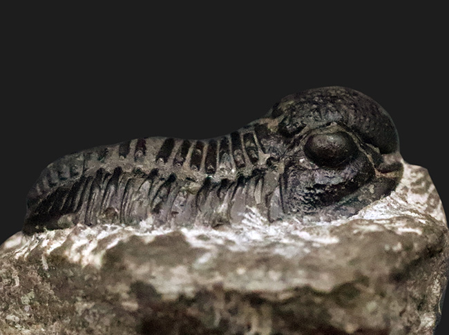 モロッコ・デボン紀の地層から採集された、愛らしい三葉虫、ゲラストス (Gerastos) の化石（その3）