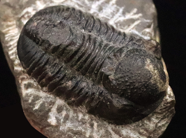 モロッコ・デボン紀の地層から採集された、愛らしい三葉虫、ゲラストス (Gerastos) の化石（その5）
