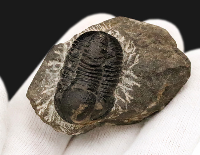 モロッコ・デボン紀の地層から採集された、愛らしい三葉虫、ゲラストス (Gerastos) の化石（その6）