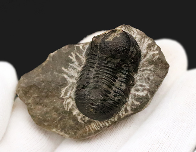 モロッコ・デボン紀の地層から採集された、愛らしい三葉虫、ゲラストス (Gerastos) の化石（その7）