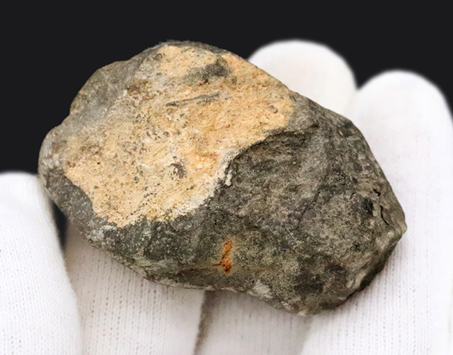 モロッコ・デボン紀の地層から採集された、愛らしい三葉虫、ゲラストス (Gerastos) の化石（その8）
