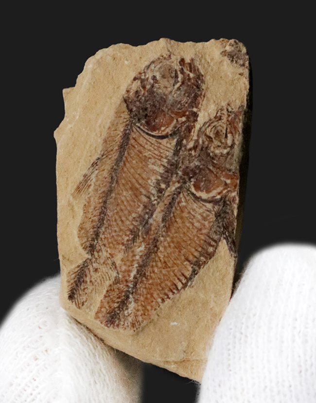仲良く二匹が並んだ姿が愛らしい古代魚ナイティア(Knightia eocaena)の群集化石(その1)