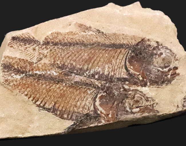 仲良く二匹が並んだ姿が愛らしい古代魚ナイティア(Knightia eocaena)の群集化石(その2)