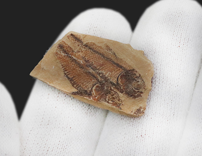 仲良く二匹が並んだ姿が愛らしい古代魚ナイティア(Knightia eocaena)の群集化石(その3)