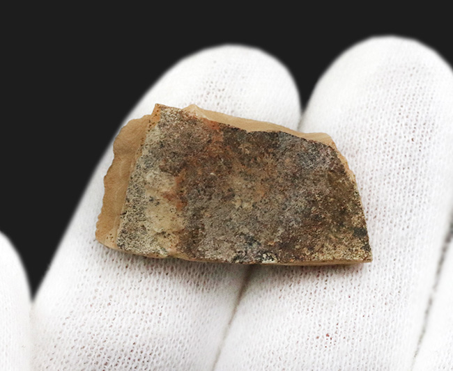仲良く二匹が並んだ姿が愛らしい古代魚ナイティア(Knightia eocaena)の群集化石(その4)