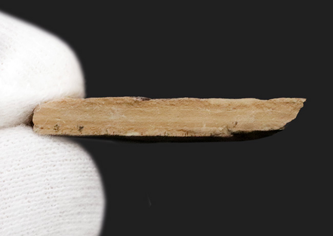 仲良く二匹が並んだ姿が愛らしい古代魚ナイティア(Knightia eocaena)の群集化石(その5)