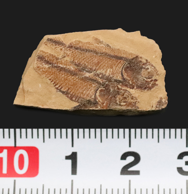 仲良く二匹が並んだ姿が愛らしい古代魚ナイティア(Knightia eocaena)の群集化石(その6)
