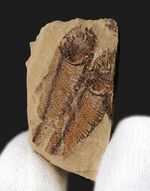 仲良く二匹が並んだ姿が愛らしい古代魚ナイティア（Knightia eocaena）の群集化石