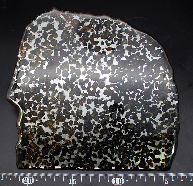 スペシャルサイズ！４４０グラムオーバー！２０センチに迫る、並外れた大きさのケニア・セリコ産パラサイト隕石（本体防錆処理済み）（その8）