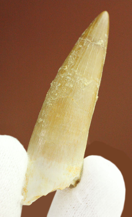古代魚エンコダスの歯化石。古代のモンスターフィッシュの歯化石をコレクションしてみませんか?(その1)
