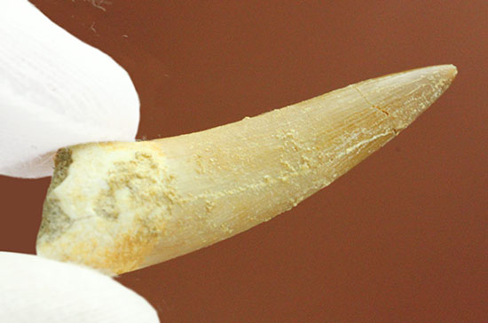 古代魚エンコダスの歯化石。古代のモンスターフィッシュの歯化石