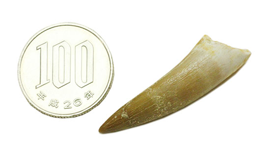 古代魚エンコダスの歯化石。古代のモンスターフィッシュの歯化石をコレクションしてみませんか？（その11）