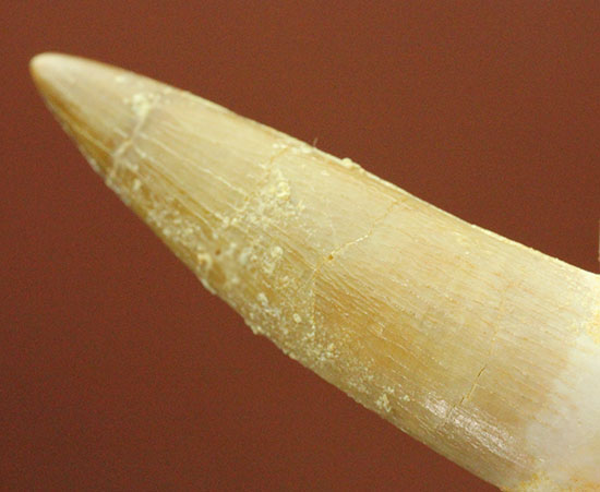 古代魚エンコダスの歯化石。古代のモンスターフィッシュの歯化石をコレクションしてみませんか?(その3)