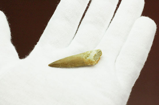 古代魚エンコダスの歯化石。古代のモンスターフィッシュの歯化石をコレクションしてみませんか？（その4）