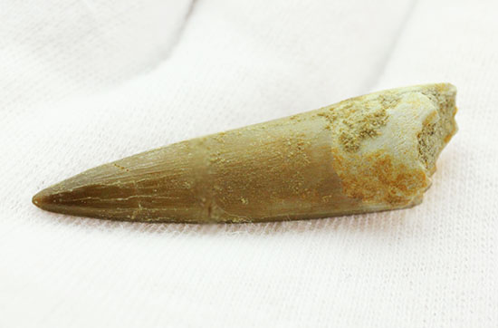 古代魚エンコダスの歯化石。古代のモンスターフィッシュの歯化石をコレクションしてみませんか?(その5)