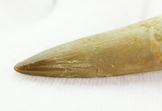 古代魚エンコダスの歯化石。古代のモンスターフィッシュの歯化石をコレクションしてみませんか?(その6)