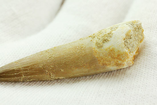 古代魚エンコダスの歯化石。古代のモンスターフィッシュの歯化石をコレクションしてみませんか？（その7）