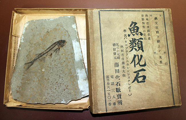 化石というより骨董品。熱河省（ねっかしょう）産リコプテラ魚化石（Lycoptera Jeholensis Grabau）（その1）