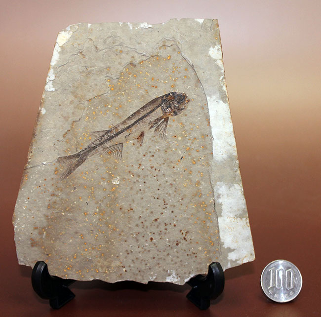 化石というより骨董品。熱河省（ねっかしょう）産リコプテラ魚化石（Lycoptera Jeholensis Grabau）（その14）
