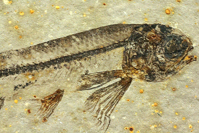 化石というより骨董品。熱河省（ねっかしょう）産リコプテラ魚化石（Lycoptera Jeholensis Grabau）（その4）