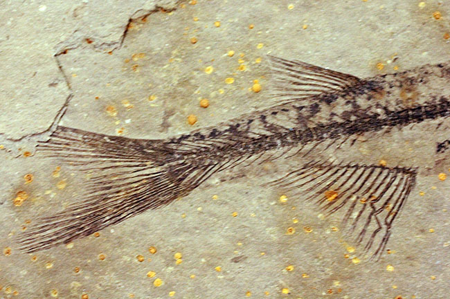 化石というより骨董品。熱河省（ねっかしょう）産リコプテラ魚化石（Lycoptera Jeholensis Grabau）（その6）