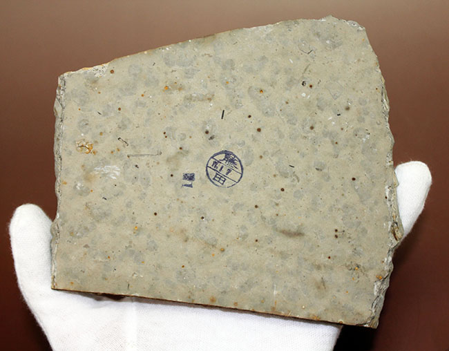 化石というより骨董品。熱河省（ねっかしょう）産リコプテラ魚化石（Lycoptera Jeholensis Grabau）（その8）