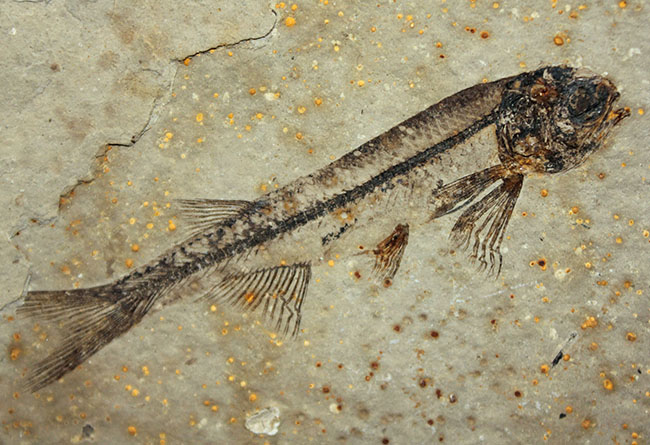化石というより骨董品。熱河省（ねっかしょう）産リコプテラ魚化石（Lycoptera Jeholensis Grabau）（その9）