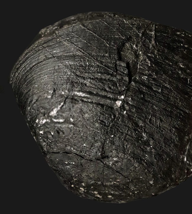 貴方に送る国内マニアックシリーズ！白亜紀前期の二枚貝、ハヤミナ・ナウマンニ（Hayamina naumanni）の上質化石（その3）