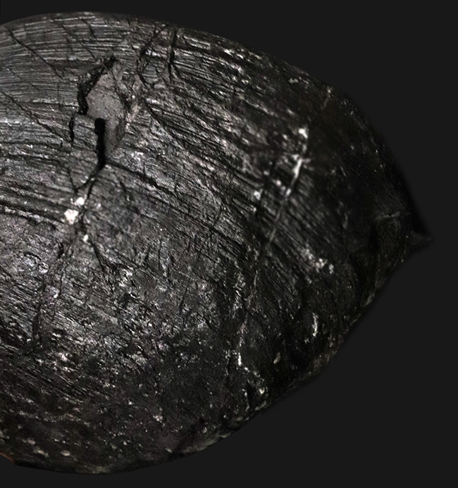 貴方に送る国内マニアックシリーズ！白亜紀前期の二枚貝、ハヤミナ・ナウマンニ（Hayamina naumanni）の上質化石（その4）