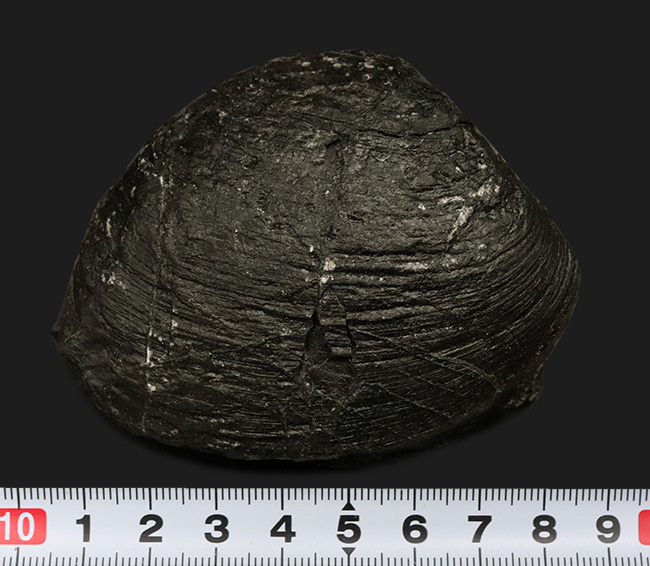 貴方に送る国内マニアックシリーズ！白亜紀前期の二枚貝、ハヤミナ・ナウマンニ（Hayamina naumanni）の上質化石（その7）