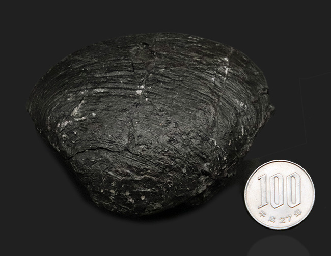 貴方に送る国内マニアックシリーズ！白亜紀前期の二枚貝、ハヤミナ・ナウマンニ（Hayamina naumanni）の上質化石（その8）