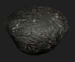 貴方に送る国内マニアックシリーズ！白亜紀前期の二枚貝、ハヤミナ・ナウマンニ（Hayamina naumanni）の上質化石