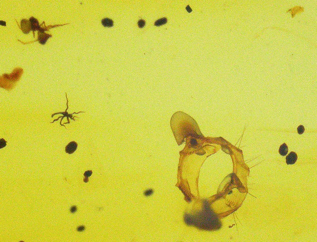 琥珀ファン必見!蜘蛛、植物を内包したミャンマー琥珀、バーマイト(Burmite)(その7)