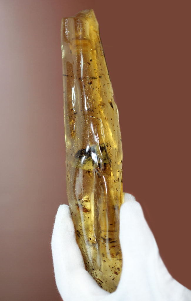 20センチの超特大サイズ!大きな葉っぱ、多数の昆虫を内包した、マダガスカル産コーパル(Copal)(その12)