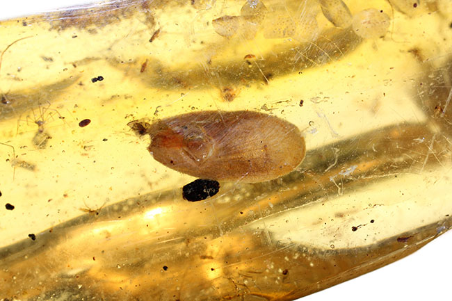 20センチの超特大サイズ!大きな葉っぱ、多数の昆虫を内包した、マダガスカル産コーパル(Copal)(その18)