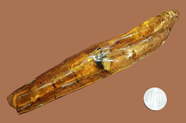 20センチの超特大サイズ!大きな葉っぱ、多数の昆虫を内包した、マダガスカル産コーパル(Copal)(その20)