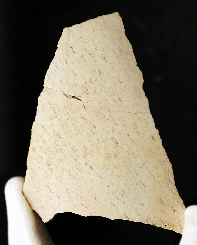 伝説的な巨鳥、エピオニルス・マキシマスの卵の殻の化石（Aepyornis maximas）（その1）