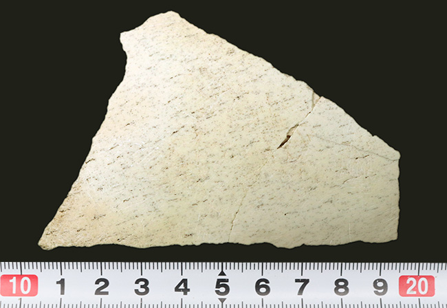 伝説的な巨鳥、エピオニルス・マキシマスの卵の殻の化石（Aepyornis maximas）（その6）