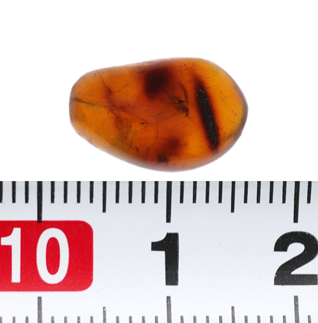 およそ３０００万年前の羽虫を内包したドミニカ産琥珀（Amber）（その5）
