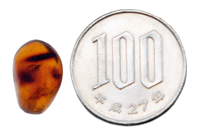 およそ３０００万年前の羽虫を内包したドミニカ産琥珀（Amber）（その6）