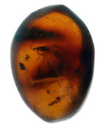 およそ３０００万年前の羽虫を内包したドミニカ産琥珀（Amber）