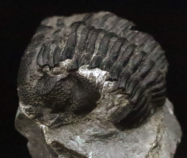 【サービスプライス】モロッコ・デボン紀の地層から採集された、ファコプス類の三葉虫化石（その1）