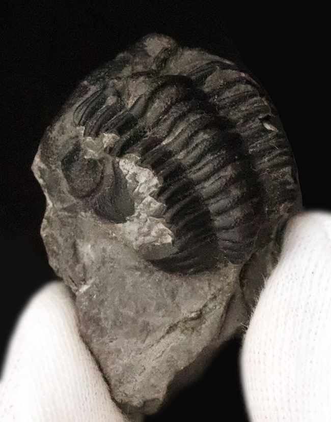 【サービスプライス】モロッコ・デボン紀の地層から採集された、ファコプス類の三葉虫化石（その2）
