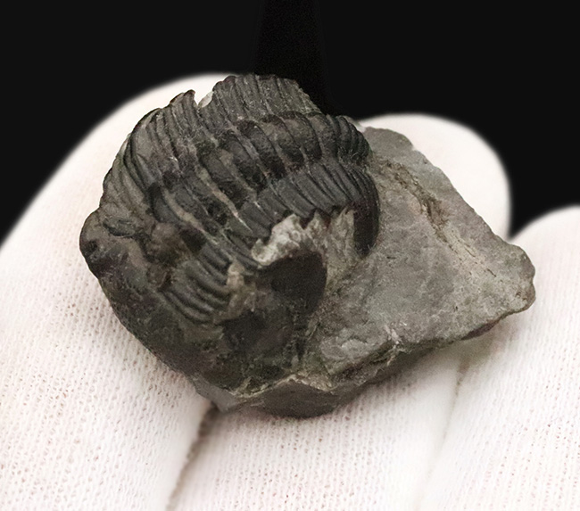 【サービスプライス】モロッコ・デボン紀の地層から採集された、ファコプス類の三葉虫化石（その3）