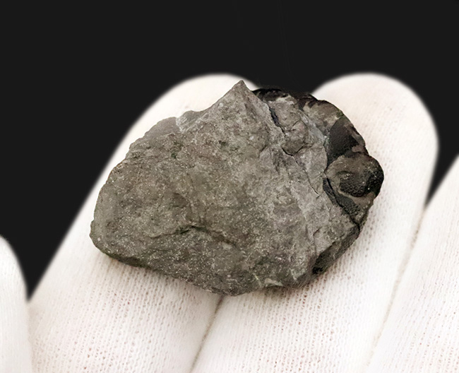 【サービスプライス】モロッコ・デボン紀の地層から採集された、ファコプス類の三葉虫化石（その4）