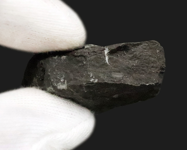 【サービスプライス】モロッコ・デボン紀の地層から採集された、ファコプス類の三葉虫化石（その5）
