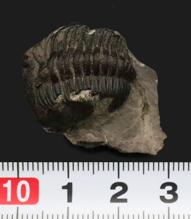 【サービスプライス】モロッコ・デボン紀の地層から採集された、ファコプス類の三葉虫化石（その6）