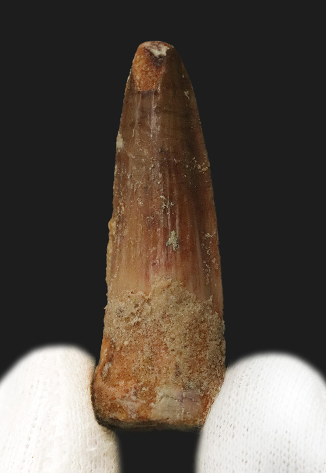 白亜紀中期、北アフリカの水辺を支配した絶対王者、スピノサウルス（Spinosaurus）の歯化石（その1）