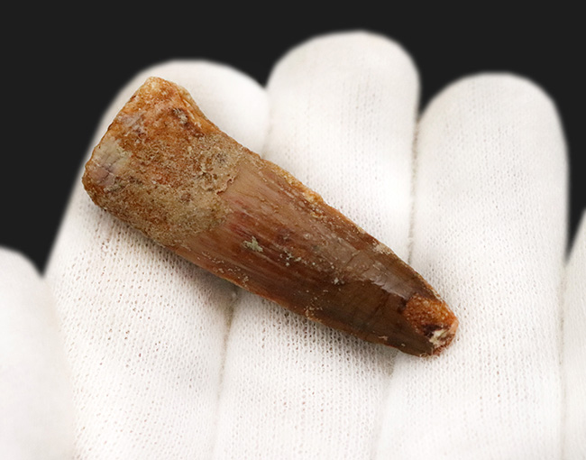 白亜紀中期、北アフリカの水辺を支配した絶対王者、スピノサウルス（Spinosaurus）の歯化石（その2）