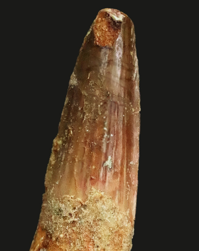 白亜紀中期、北アフリカの水辺を支配した絶対王者、スピノサウルス（Spinosaurus）の歯化石（その4）